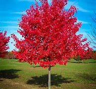 Image result for Tree with Red Inside