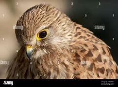 Image result for Kestrel Beak