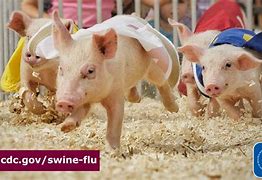 Image result for Swine Flu Infections