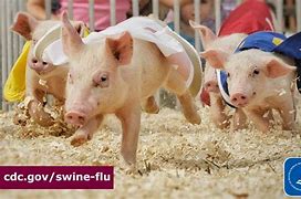 Image result for Swine Flu Rash