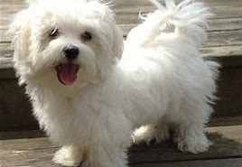 Image result for Adorable Maltese