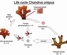 Image result for Red Algae Reproduction