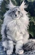 Image result for Blue Maine Coon Cat