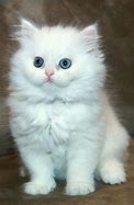 Image result for White Persian Kitten