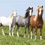 Image result for Splash Welsh Pony