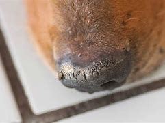 Image result for Nose Lesions