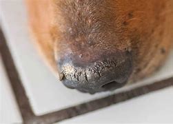 Image result for Inside Dog Nose