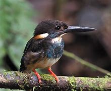 Image result for Blue Kingfisher In Borneo Rainforest