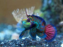 Image result for Small Saltwater Fish