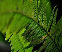 Image result for Lady Fern Up Close