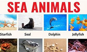 Image result for Animales Ocean