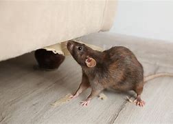 Image result for Mause Vs. Rat