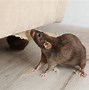 Image result for Mause Vs. Rat