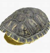 Image result for Turtle Shell STL