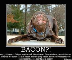 Image result for Funny Bacon Bits