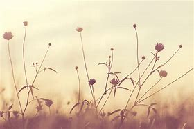 Image result for Aesthetic Dandelion Desktop Wallpaper