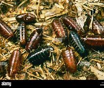 Image result for House Fly Pupa