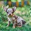 Image result for Chihuahua the Yapping