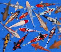 Image result for Koi Guppies