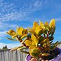 Image result for Money Plant Succulent