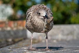 Image result for Who Eats Seagulls