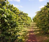 Image result for Hawaii Coffee Farm