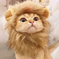 Image result for Lion Cat Cosplay