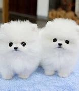 Image result for 10 Cute Dog Breeds