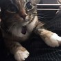 Image result for Cute Funny Cats