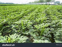 Image result for Ripe Okra