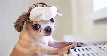 Image result for Hat for a Dog