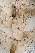 Image result for Gypsy Moth Invasive Species