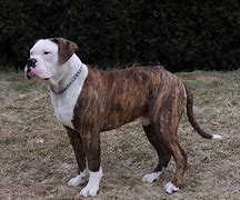 Image result for Big Bulldog