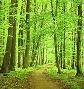 Image result for Forrest Core Path