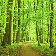 Image result for Forest Walk Path