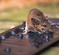 Image result for Water Traps for Mice