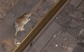 Image result for Large New York Silver Rats