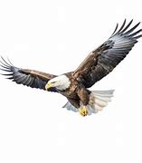 Image result for Bald Eagle Flying Head above Wings