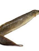 Image result for Long Baim Fish