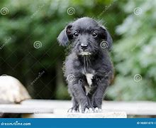 Image result for Wire Hair Terrier Chihuahua Mix