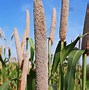 Image result for Mahangu Plant Structure