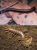 Image result for myriapoda fossils