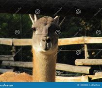 Image result for Lama Animal Baby