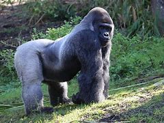 Image result for Congo Gorilla