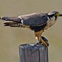 Image result for Hawk Eagle Falcon