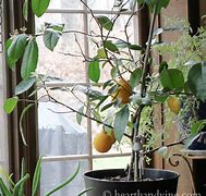 Image result for Mini Lemon Tree Indoor