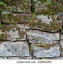 Image result for Moss-Covered Yard