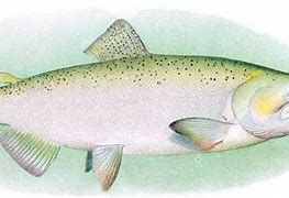 Image result for Adult Chinook Salmon