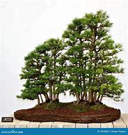 Image result for Pine Tree Forest Bonsai