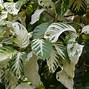 Image result for Noni Morinda Citrifolia